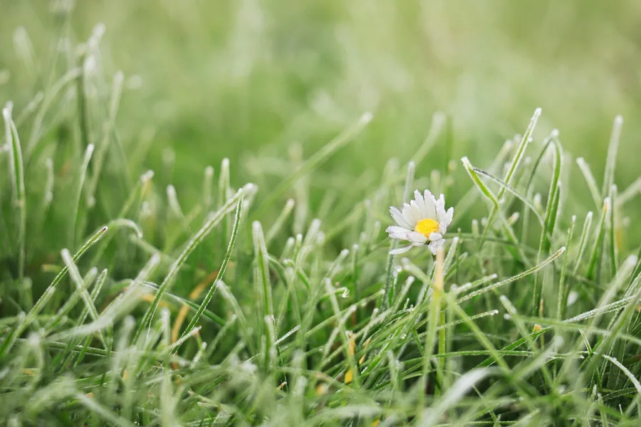 Blüten im Garten